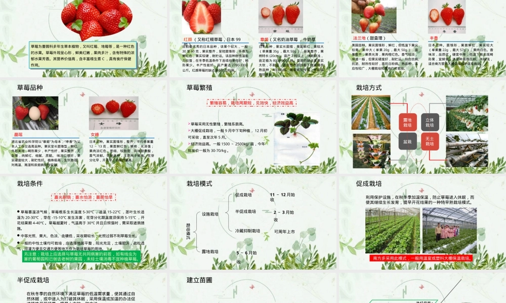 草莓栽培管理技术PPT课件.pptx