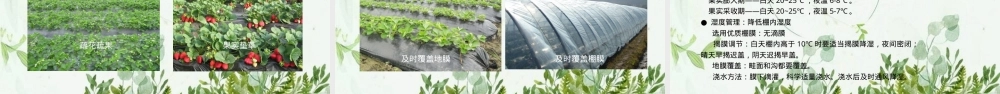 草莓栽培管理技术PPT课件.pptx