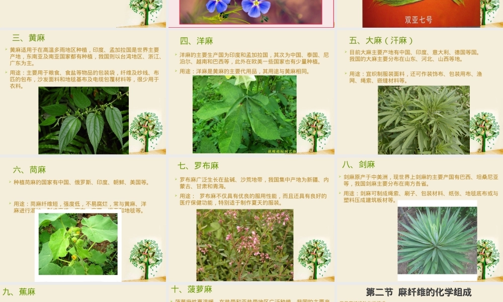 第2章-麻纤维,麻纤维纺织材料教学PPT课件.ppt