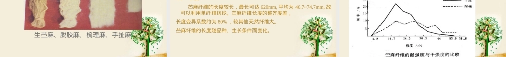 第2章-麻纤维,麻纤维纺织材料教学PPT课件.ppt