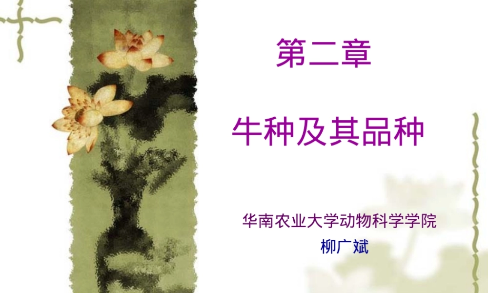 第二章牛种及其品种PPT课件.ppt