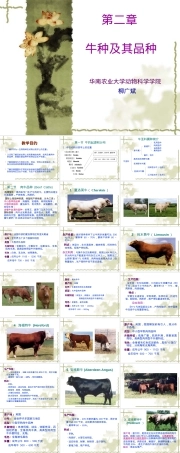 第二章牛种及其品种PPT课件.ppt