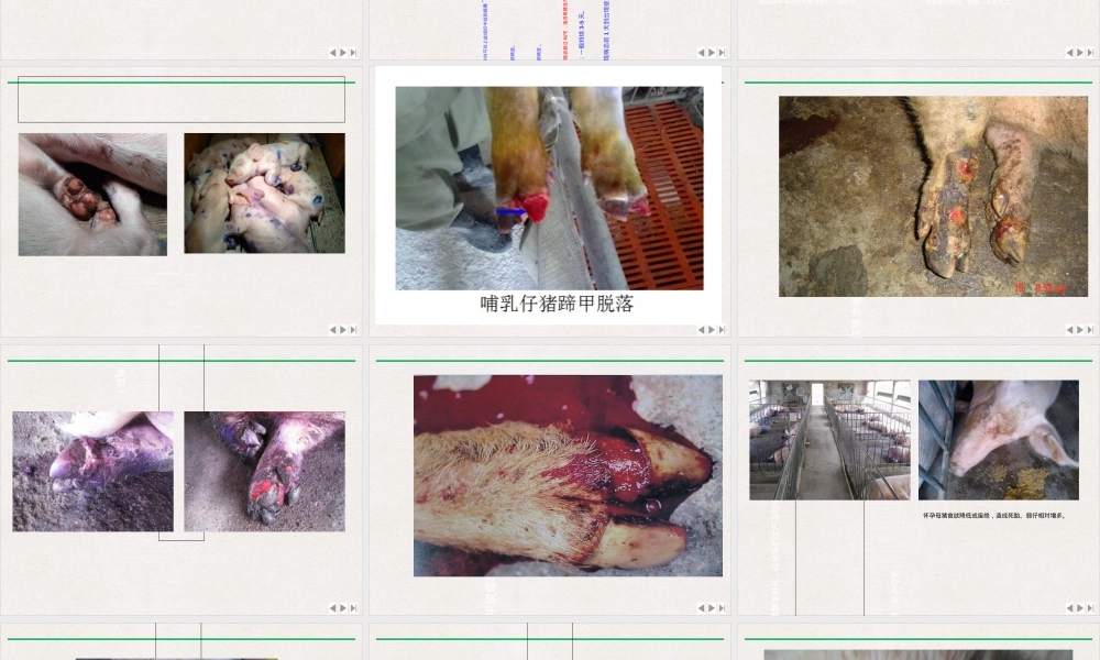 口蹄疫诊断与防制教学PPT课件.ppt