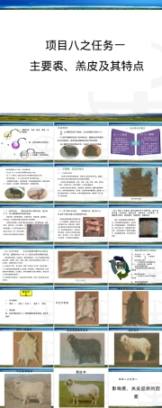 项目八主要裘羔皮及其特点与品质影响因素PPT课件.pptx