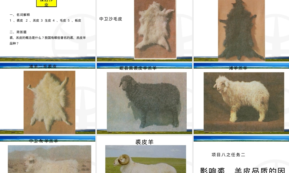项目八主要裘羔皮及其特点与品质影响因素PPT课件.pptx