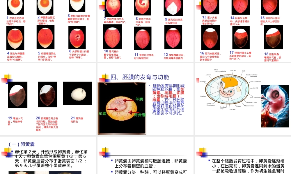 家禽孵化全过程及管理PPT课件.ppt