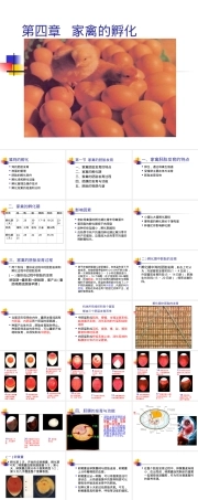 家禽孵化全过程及管理PPT课件.ppt