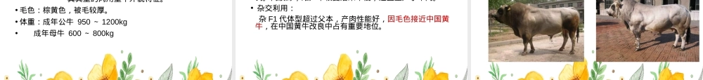 牛羊生产牛种及其品种教学PPT课件.ppt