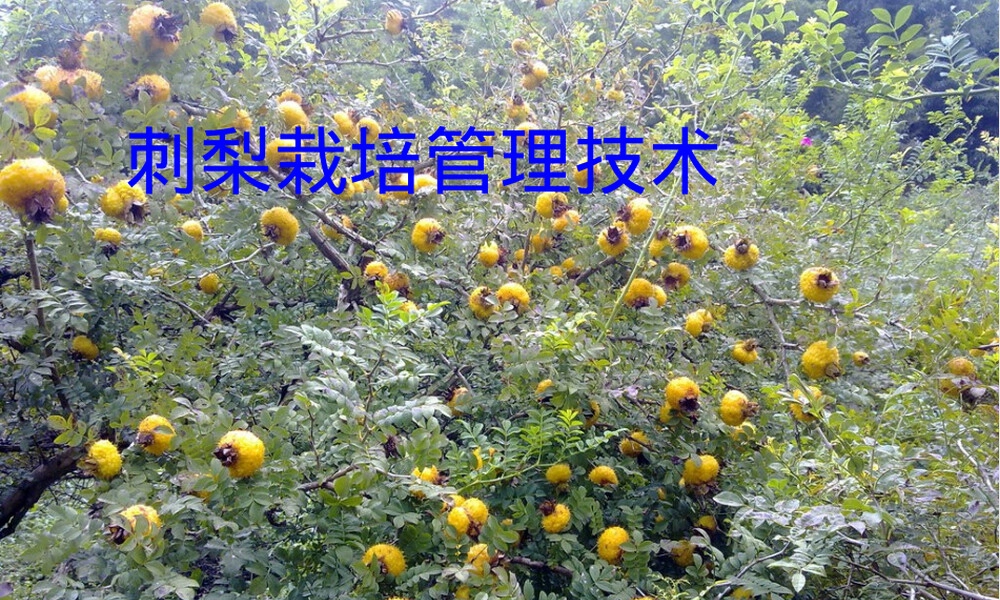 刺梨栽培管理技术PPT课件.pptx