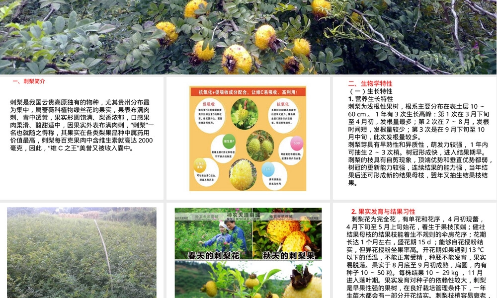 刺梨栽培管理技术PPT课件.pptx