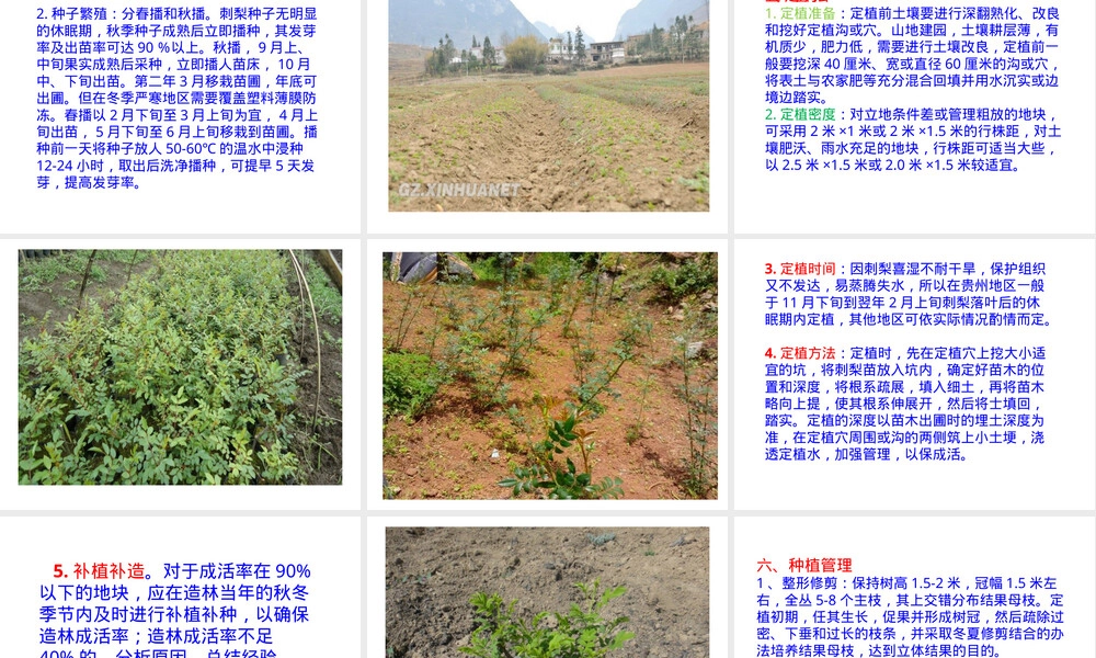 刺梨栽培管理技术PPT课件.pptx