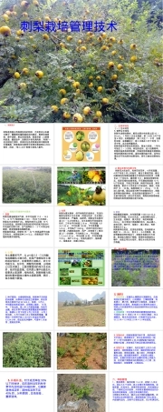 刺梨栽培管理技术PPT课件.pptx
