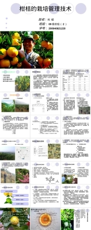 柑桔栽培管理技术PPT课件.ppt