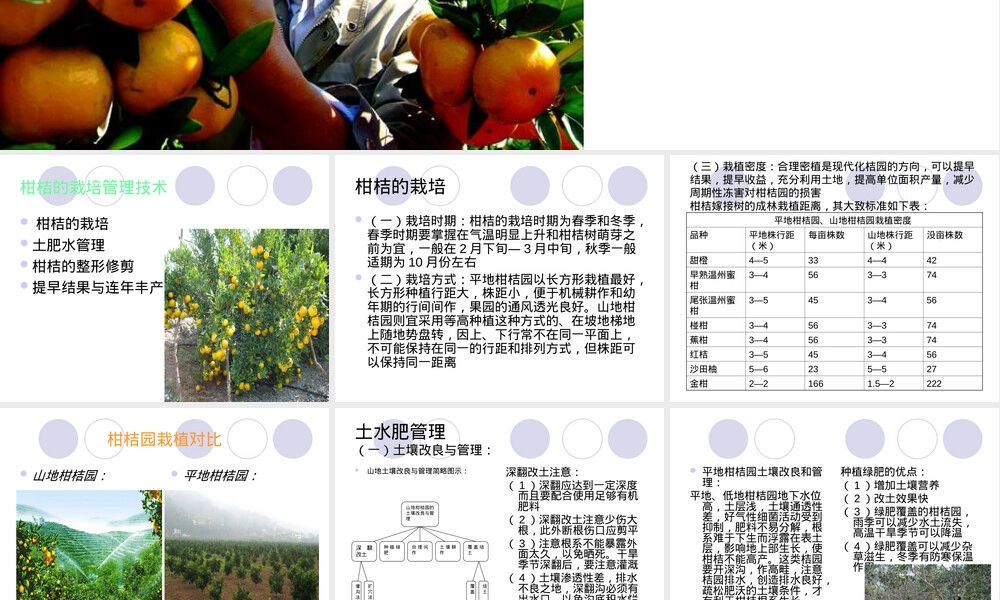 柑桔栽培管理技术PPT课件.ppt