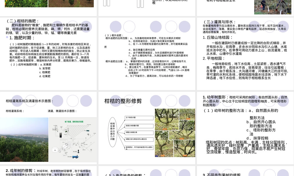 柑桔栽培管理技术PPT课件.ppt