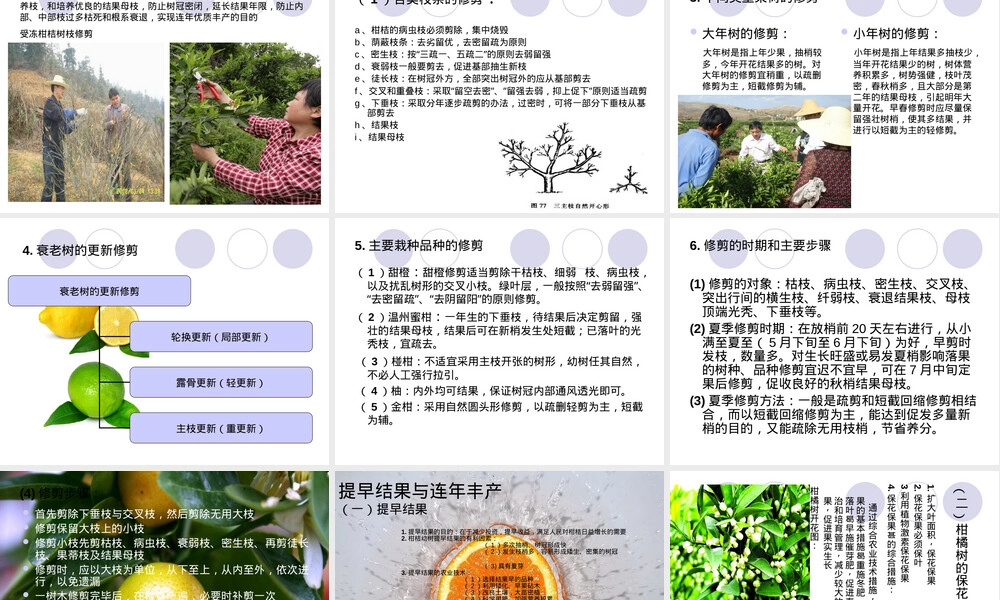 柑桔栽培管理技术PPT课件.ppt