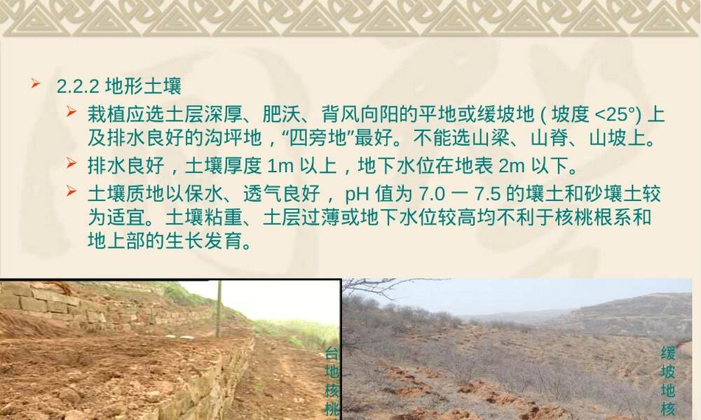 核桃栽培管理技术培训PPT课件.ppt