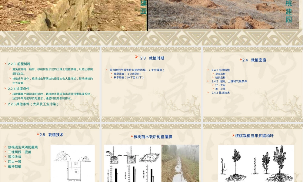 核桃栽培管理技术培训PPT课件.ppt