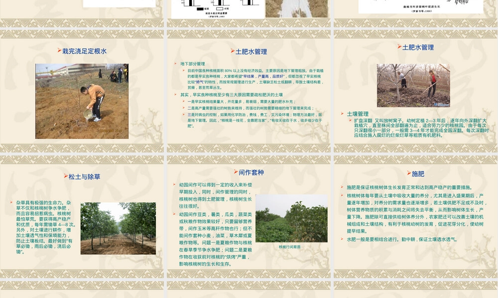 核桃栽培管理技术培训PPT课件.ppt