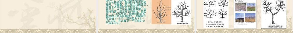 核桃栽培管理技术培训PPT课件.ppt