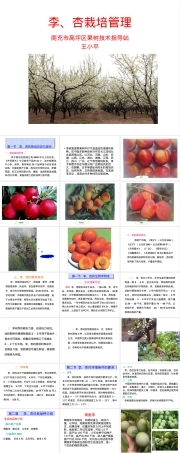 李杏栽培管理技术PPT课件.ppt