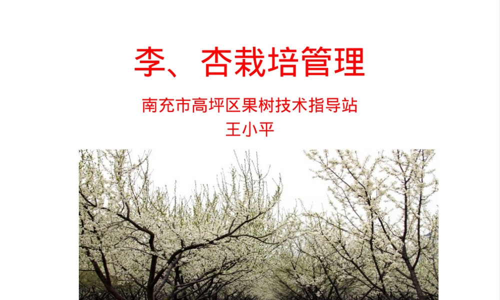 李杏栽培管理技术PPT课件.ppt