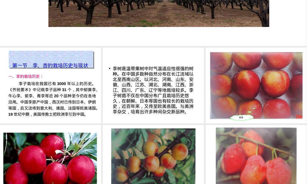 李杏栽培管理技术PPT课件.ppt