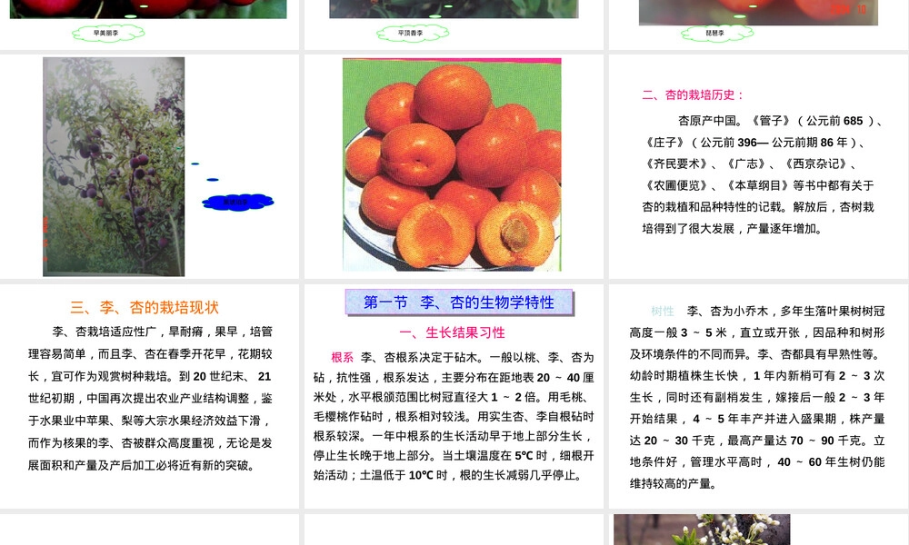 李杏栽培管理技术PPT课件.ppt