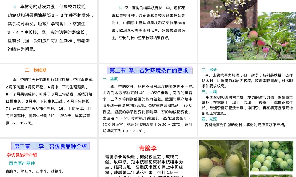 李杏栽培管理技术PPT课件.ppt