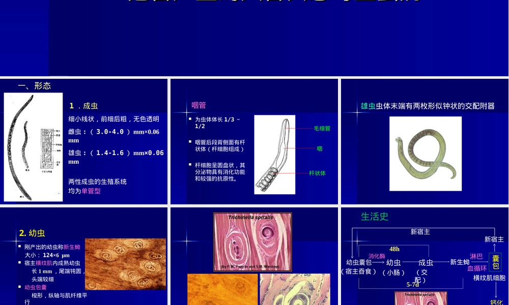 寄生虫旋毛虫教学PPT课件.ppt