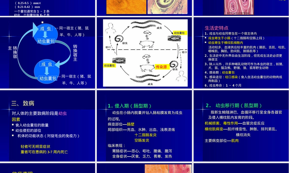 寄生虫旋毛虫教学PPT课件.ppt