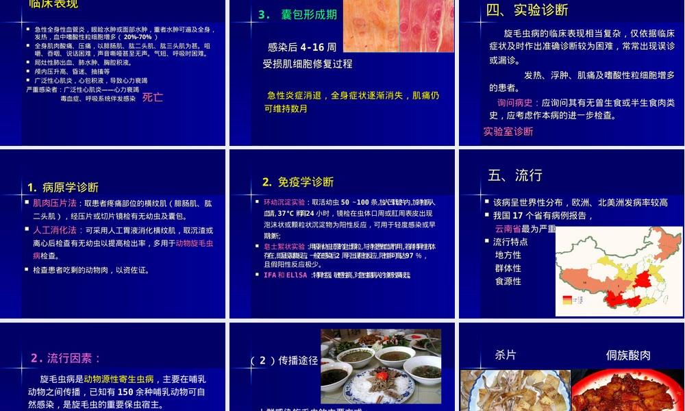 寄生虫旋毛虫教学PPT课件.ppt