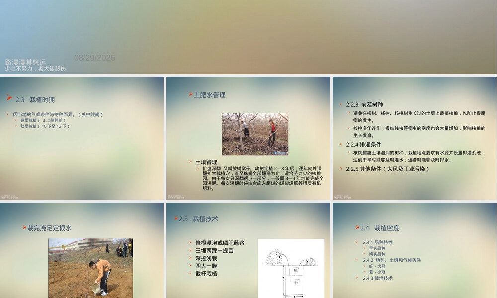 核桃栽培管理技术培训PPT课件 副本1.ppt