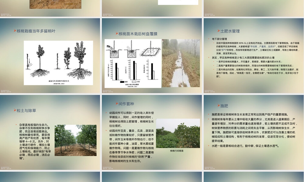 核桃栽培管理技术培训PPT课件 副本1.ppt