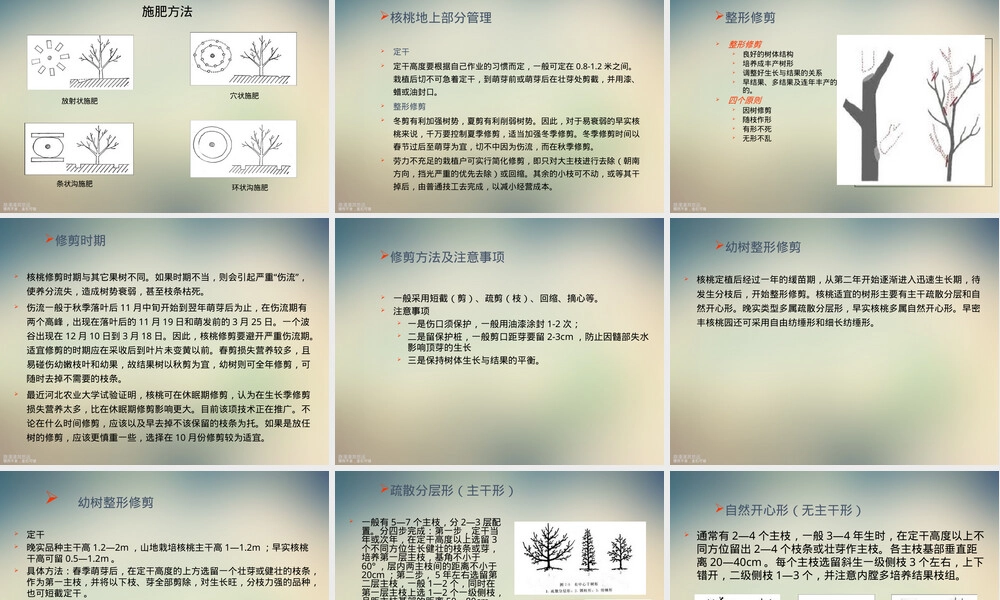 核桃栽培管理技术培训PPT课件 副本1.ppt