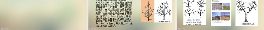 核桃栽培管理技术培训PPT课件 副本1.ppt