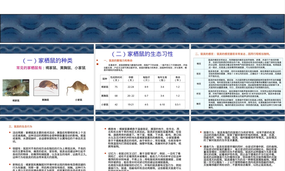 老鼠的生态习性及其防治PPT课件.ppt