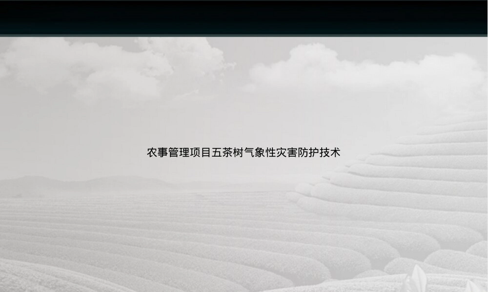 农事管理茶树气象性灾害防护技术PPT课件.ppt