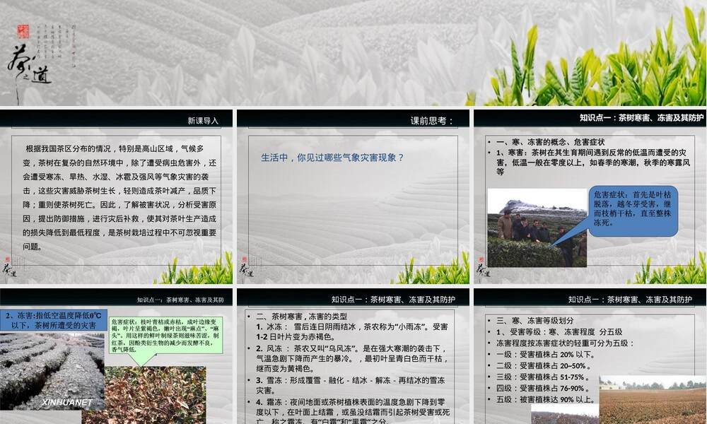 农事管理茶树气象性灾害防护技术PPT课件.ppt