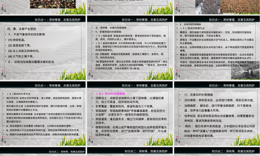 农事管理茶树气象性灾害防护技术PPT课件.ppt