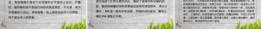 农事管理茶树气象性灾害防护技术PPT课件.ppt