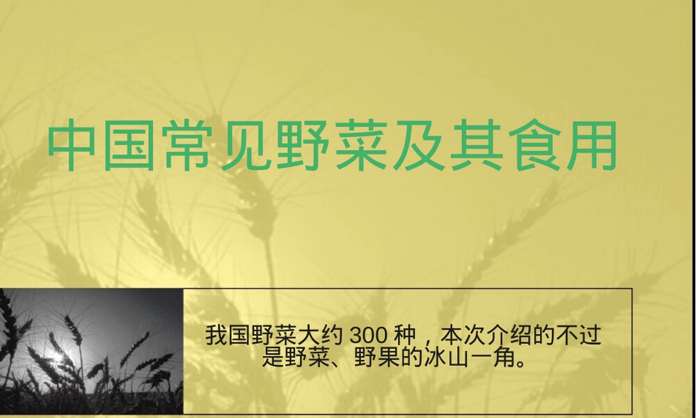 中国常见野菜及其食用PPT课件.ppt