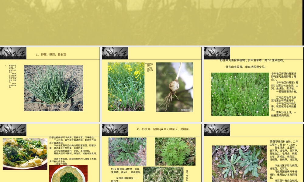 中国常见野菜及其食用PPT课件.ppt