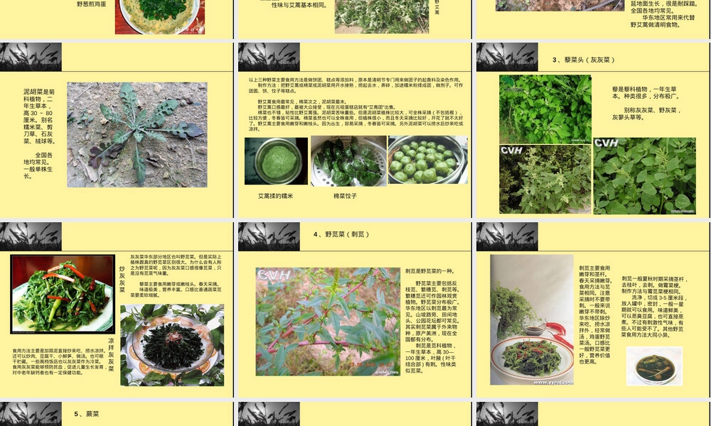 中国常见野菜及其食用PPT课件.ppt