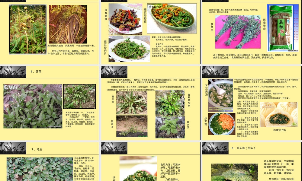 中国常见野菜及其食用PPT课件.ppt