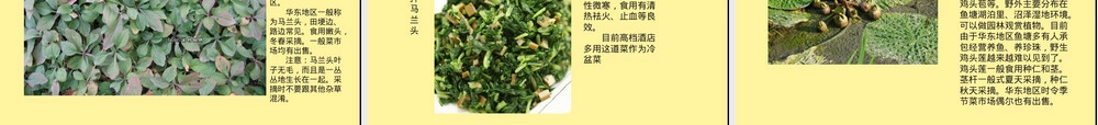 中国常见野菜及其食用PPT课件.ppt