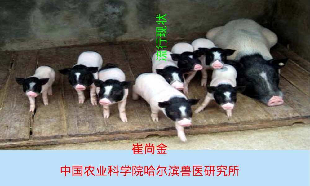 猪捷申病毒危害与国内流行现状PPT课件.ppt