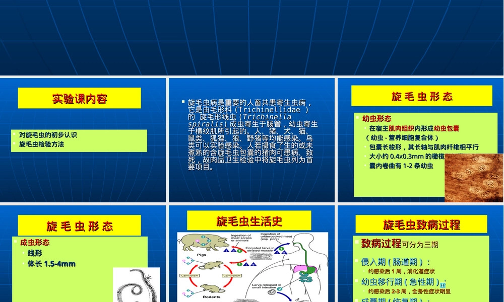 食品检验检疫旋毛虫检验技术PPT课件.ppt