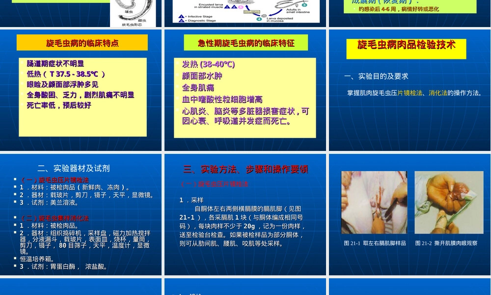 食品检验检疫旋毛虫检验技术PPT课件.ppt