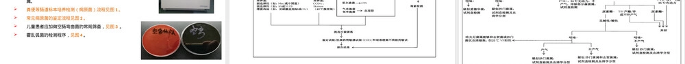 细菌性腹泻实验室诊断操作指南WST-498-2017教学PPT课件.pptx